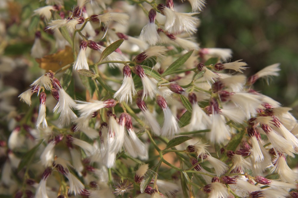 groundsel2